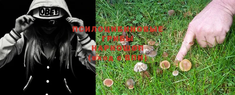 ОМГ ОМГ сайт  Мурино  Галлюциногенные грибы MAGIC MUSHROOMS 